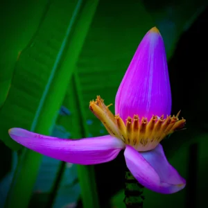 Banana Flower