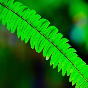 Forest Fern