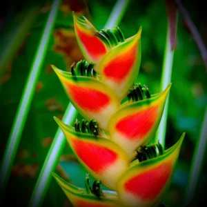 Heliconia