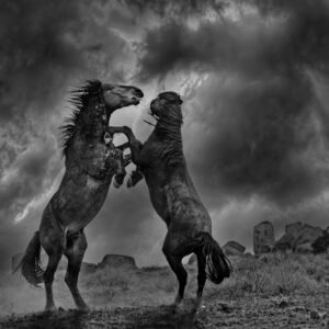Mustangs of Disappointment Valley (Randy Stephens)
