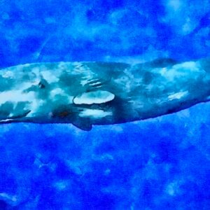 Solo Sperm Whale